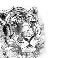 tiger
